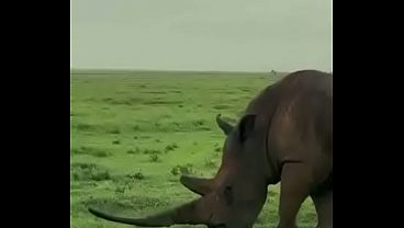 Rhino Boasts Longest Horn Ever – Explosive Raw Cock Action
